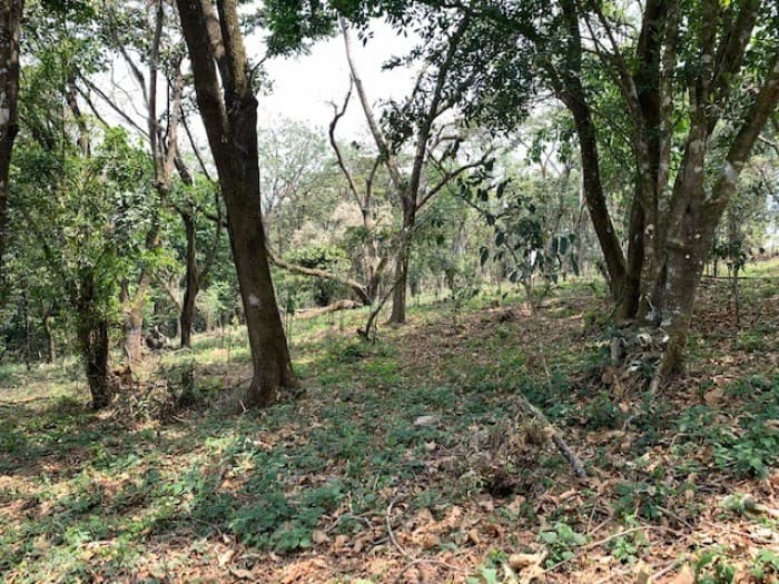 Terreno 7 manzanas km 26.5 a Santa Elena Barillas - foto 3