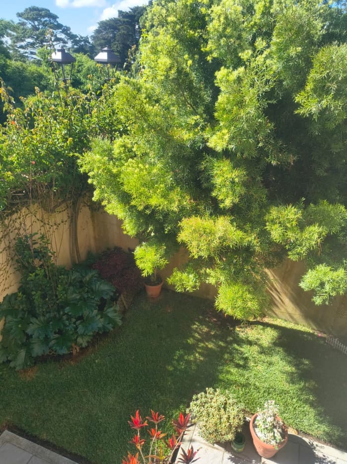 Casa en renta y venta Cumbres de La Arboleda km 21 CAES - foto 8