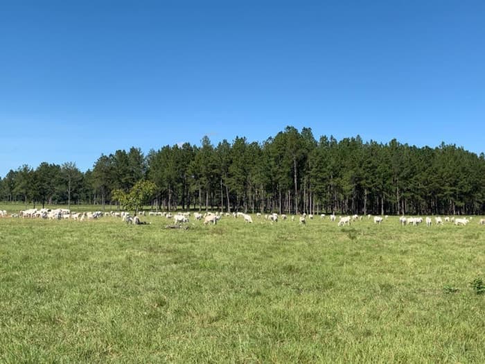 Finca de 4,876 manzanas en Venta en Petén - foto 2