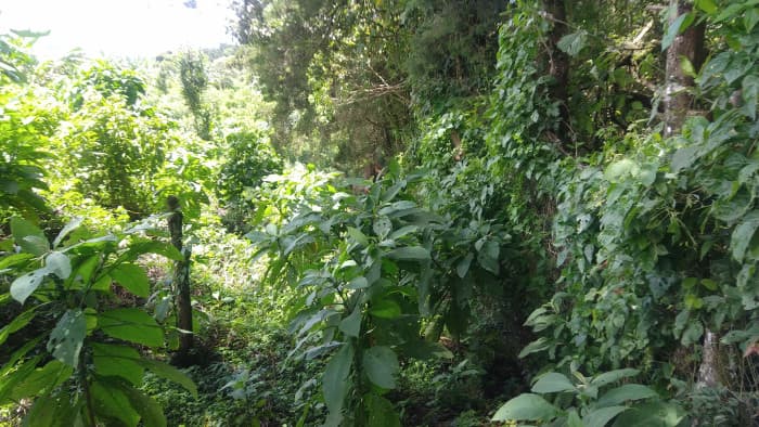 Terreno en Carretera al Salvador km 26 Sta. Elena - foto 3