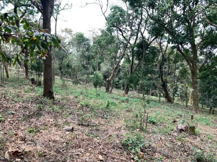 Terreno 7 manzanas km 26.5 a Santa Elena Barillas - foto 4