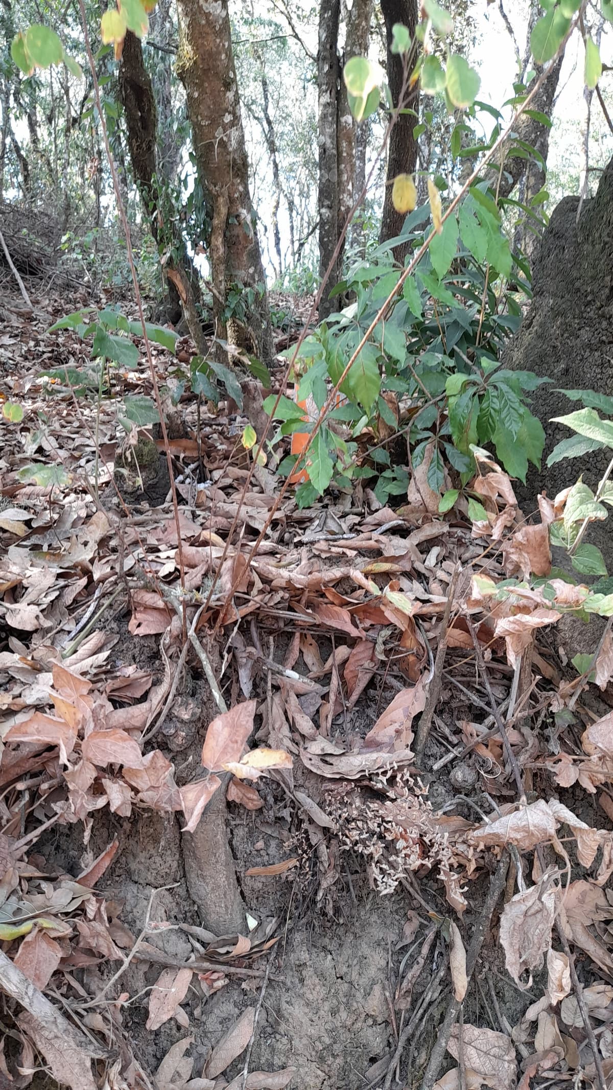 Terreno en Venta en El Encinal Zona 7 Mixco - foto 3