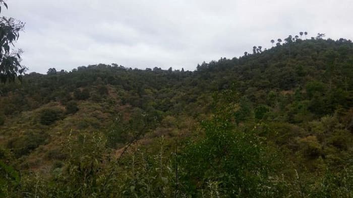 En Venta 70 Manzanas Terreno Boscoso San Pedro Ayampuc - foto 3
