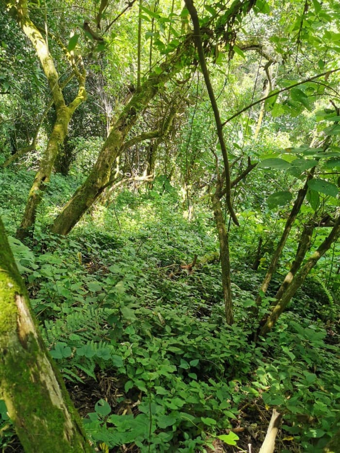 TERRENO EN VENTA EN KM. 15.5 CARRETERA AL SALVADOR. - foto 3