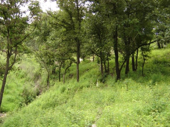 Terreno en Venta Aldea Agua Caliente El Progreso - foto 2