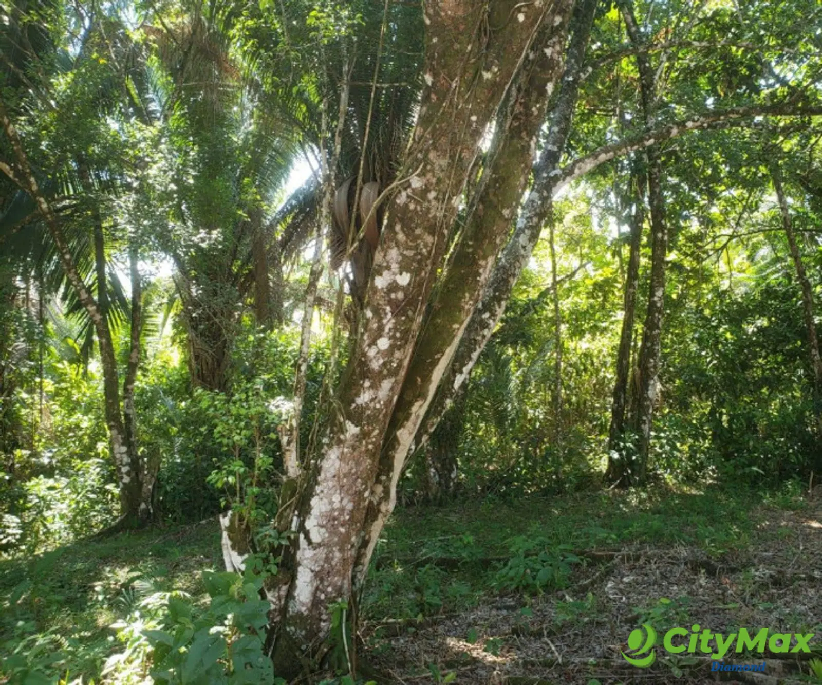VENTA 2 Manzanas orilla lago de Izabal Livingston - foto 16