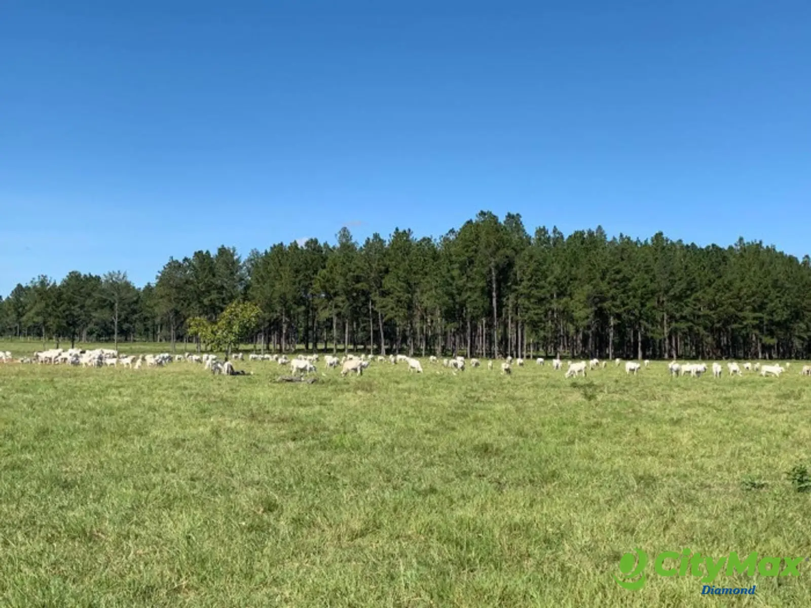 Finca de 4,876 manzanas en Venta en Petén - foto 2