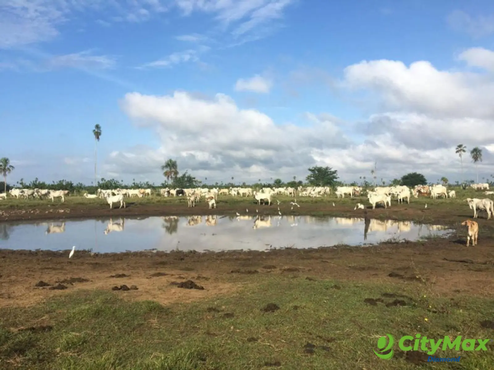 Finca de 4,876 manzanas en Venta en Petén - foto 5