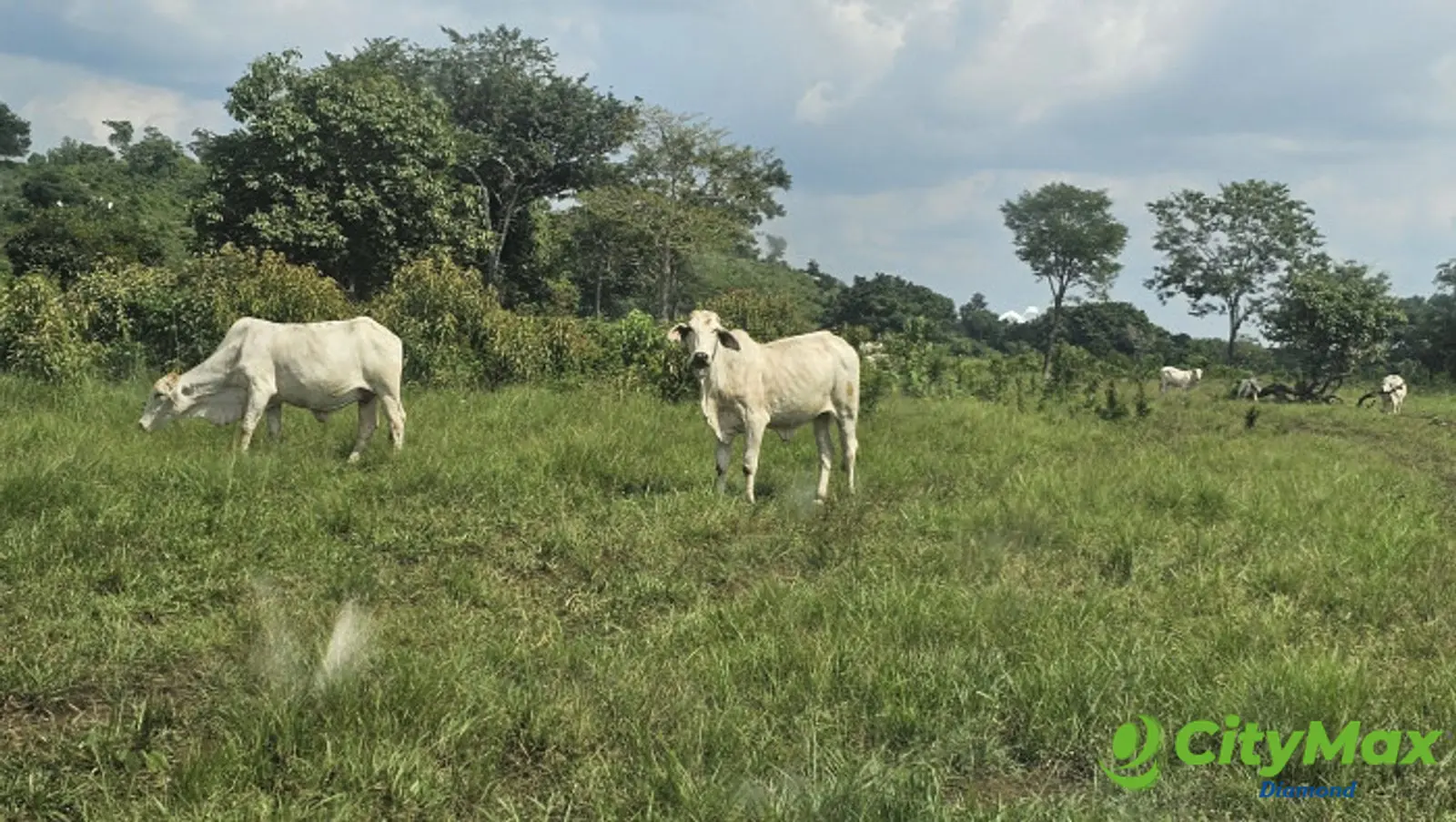 Finca de 4,876 manzanas en Venta en Petén - foto 18