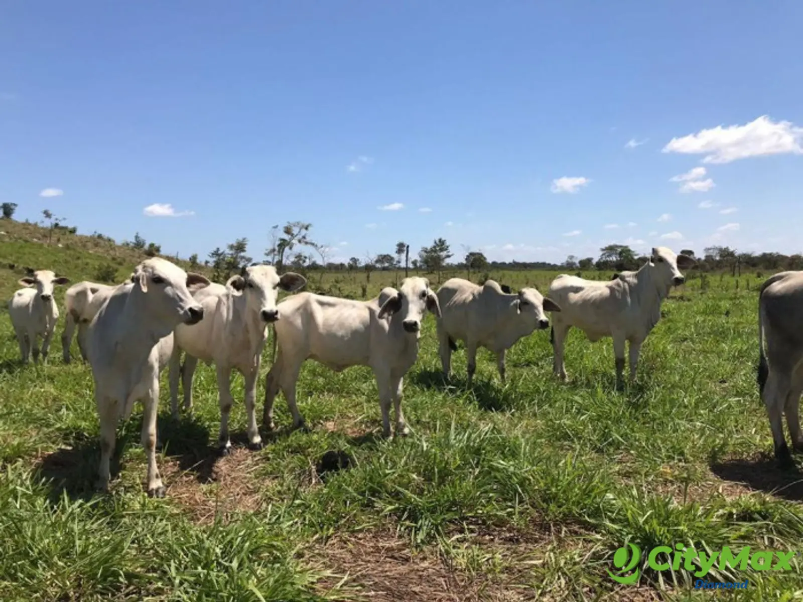 Finca de 4,876 manzanas en Venta en Petén - foto 6