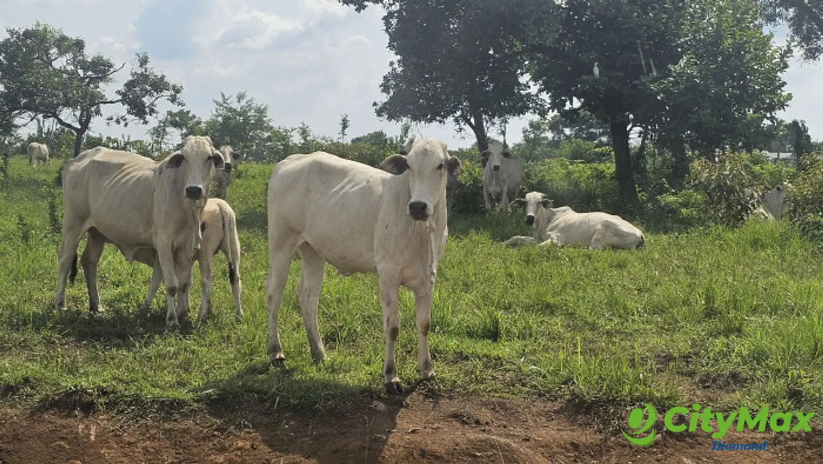 Finca de 4,876 manzanas en Venta en Petén - foto 19